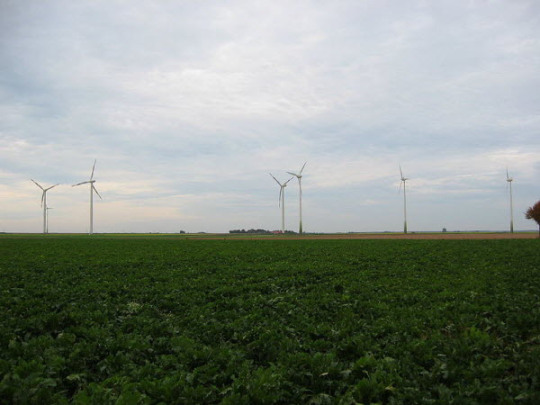 Sugar_beet_field_germany_600px Sugar_beet_field_germany_600px