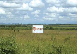 mozambique_jatropha_project_sunbiofuels Jatropha project in Mozambique by Sun Biofuels. Photo by Nilza Matavel
