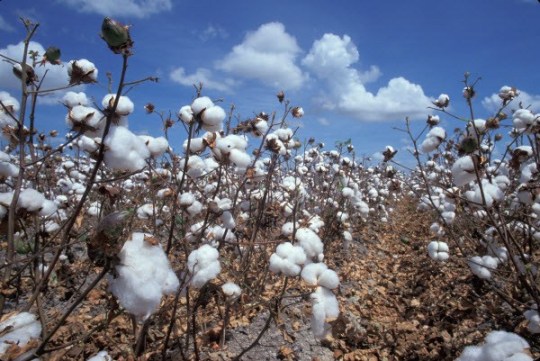 cotton field 600 cotton field 600