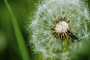 Dandelion Dandelion