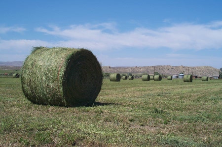 Alfalfa round bales Round bales of alfalfa. Image taken by צ'כלברה.