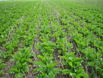 Sugar_beets_scaled Sugar_beets_scaled