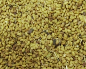 Alfalfa_seeds_scaled Alfalfa_seeds_scaled