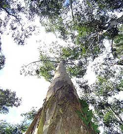 USDA Approves Genetically Modified Trees For Trial Planting