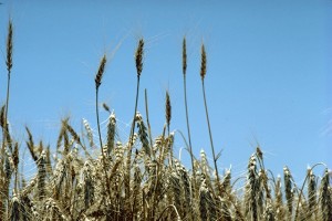 Standing_wheat_in_Kansas Wheat in Kansas, Photo by David F. Warren, USDA