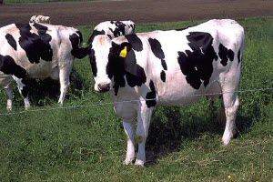 Holstein_cows_300 Holstein Cows