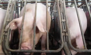 Another State Ag-Gag Bill Threatens Animal Rights Whistleblowers