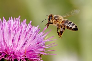 Honeybee_landing_on_milkthistle02 Honeybee landing on a milk thistle flower. Photo by Fir0002/Flagstaffotos.