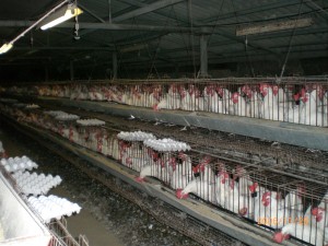 Chickens in battery cage Animals in crowded conditions are treated with antibiotics to promote growth.