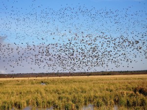 Saving National Wildlife Refuges From GMOs