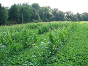 An Unusual Weed – Volunteer Round-up Ready Corn
