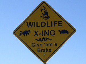wildlife-xing-road-sign-merritt-island-wildlife-refuge Uncommon road sign in Merritt Island National Wildlife Refuge