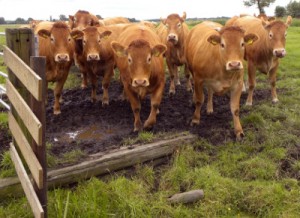 Bruine_koeien_Noord-Holland-400