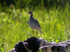 upland_sandpiper Upland Sandpiper