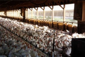 Why FDA Action Won’t Stem Antibiotic Resistance