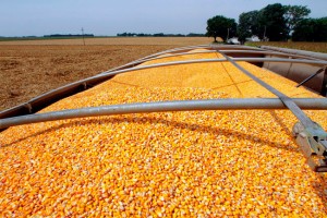 GMO Crops Disrupt Trade